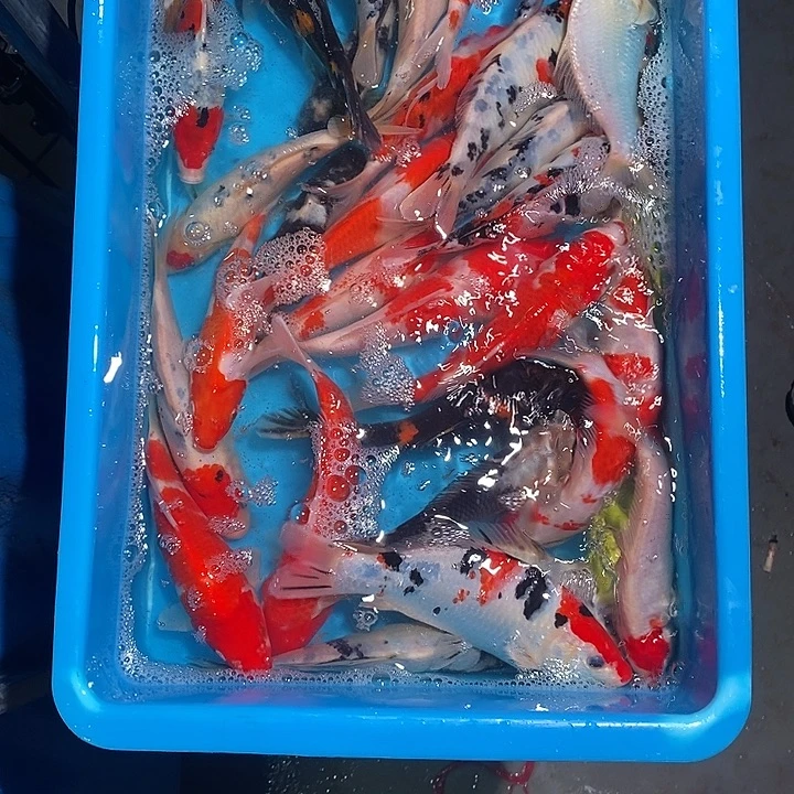 罗***海锦鲤纯种血统锦鲤观赏鱼