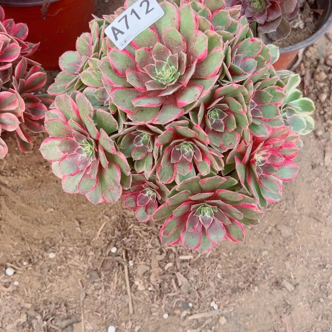 用***2712黑魔锦多肉植物法师