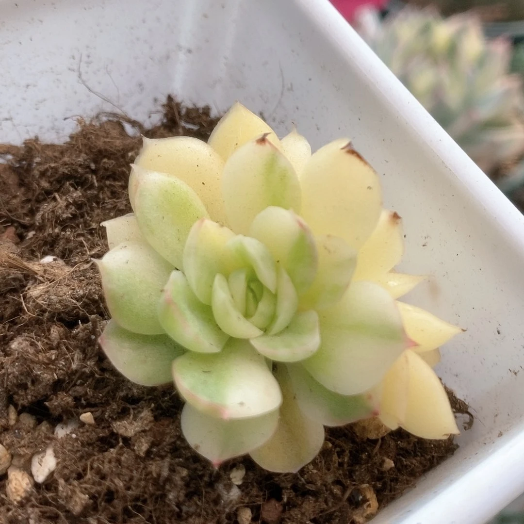 060不知名杂锦锦锦锦锦锦