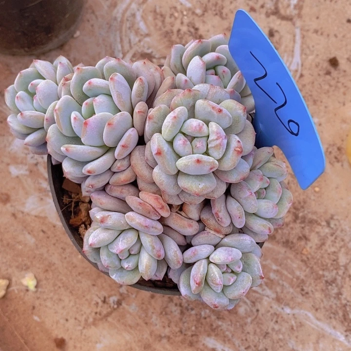 是的呢哈哈这个真的