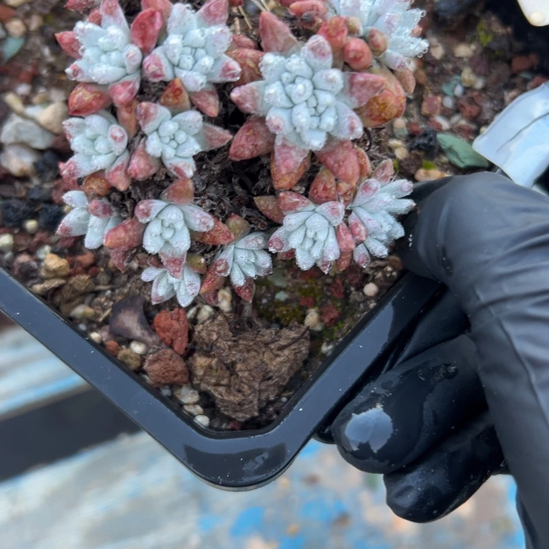 格诺玛白菊～一物一拍2188