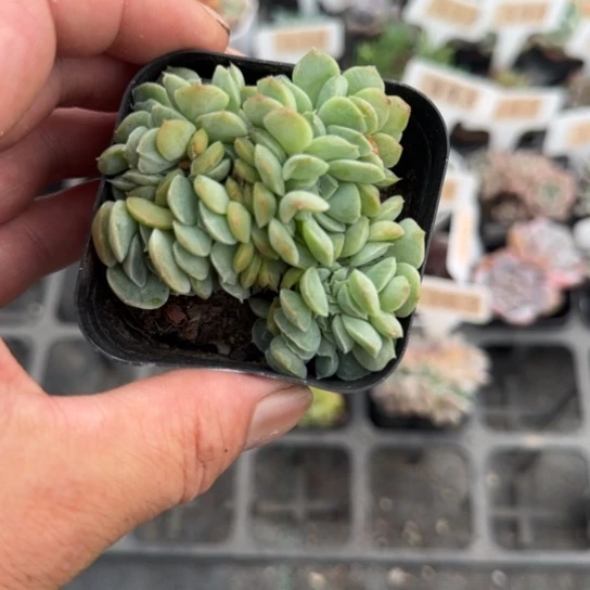 307桑切斯缀一物一拍多肉