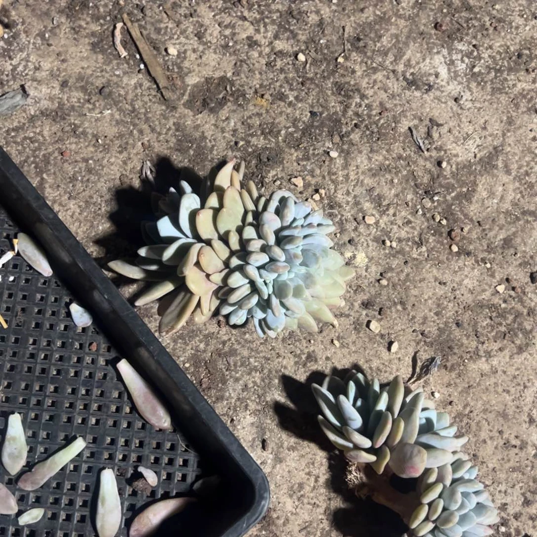 领*粉兔两颗5322