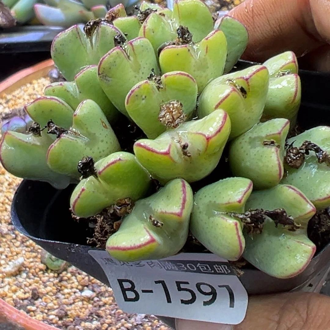 多肉植物1111111111111111