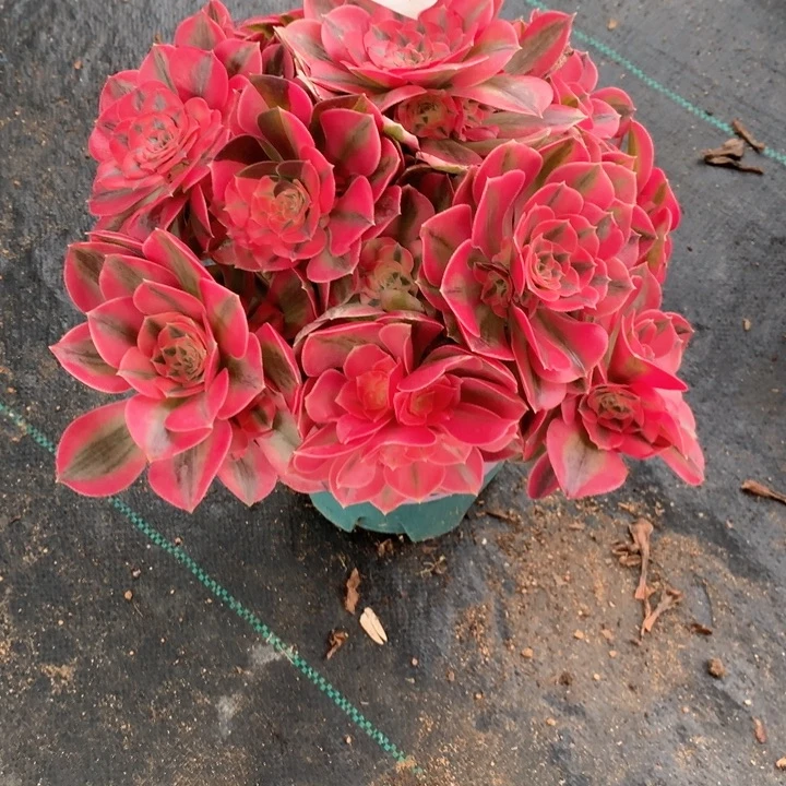 098粉女巫多肉植物