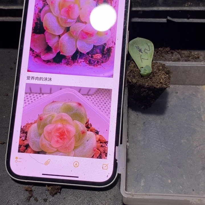 穴盘甜心秃子芽苗一个