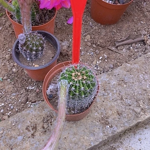 满****念仙人掌彩草B420