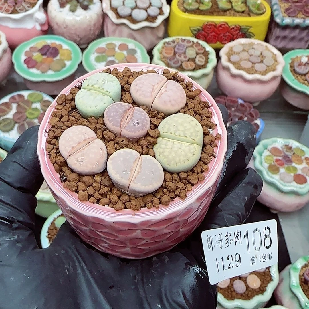 双***楼生石花满18包邮1129-108