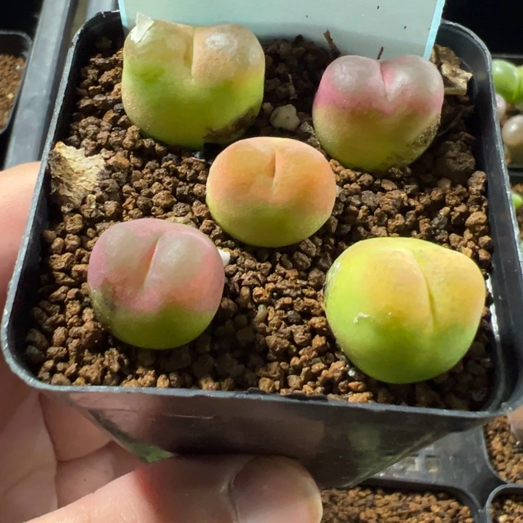 28-104肉锥多肉植物，