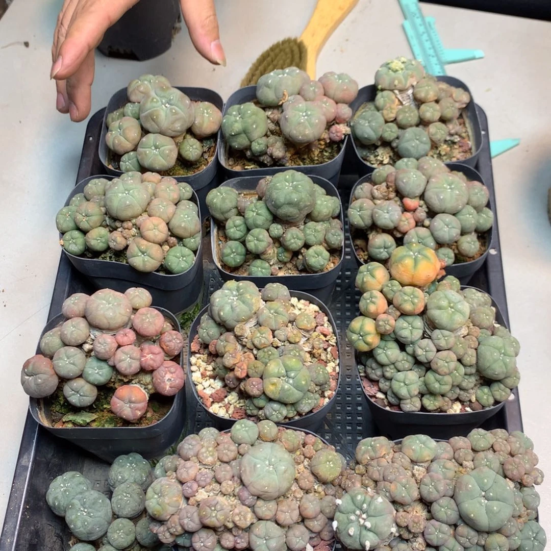 自根 老桩 子吹乌 8公分起发