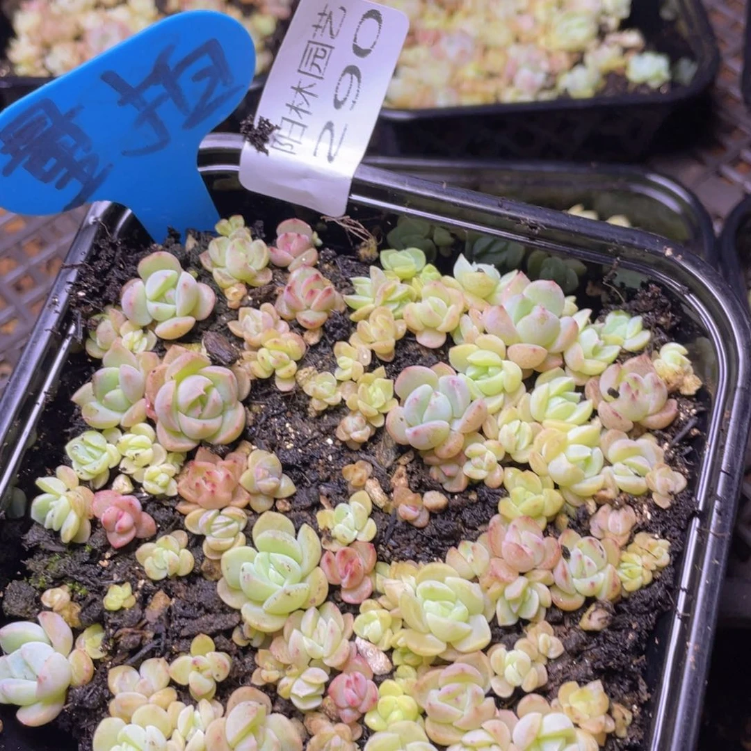 量拍多肉植物多肉植物290