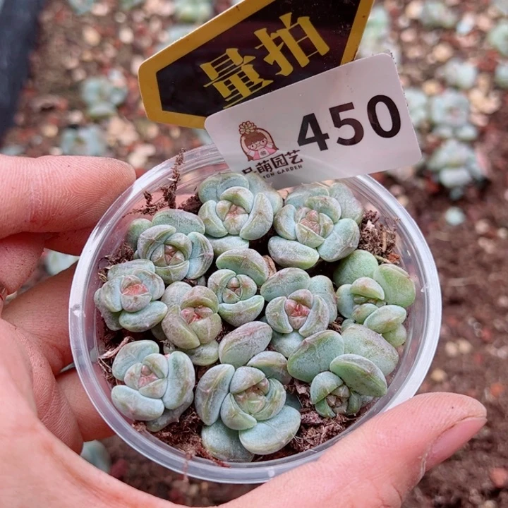 多肉植物多肉植物