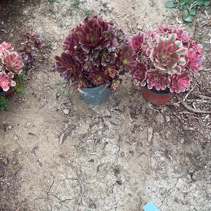 不包侧枝一物一拍71