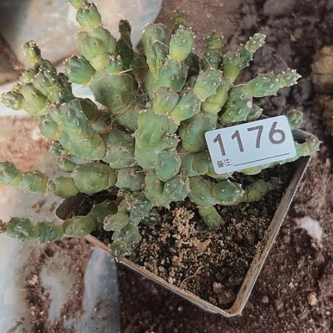 1176处理仙人球的