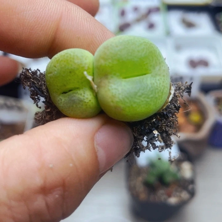 946翠光玉双头母本lllll