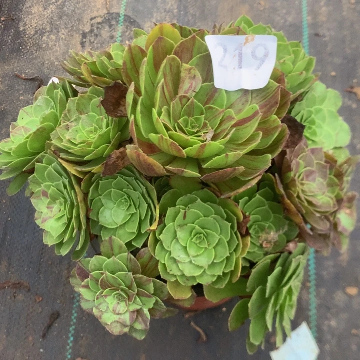 219花月夜多肉植物/