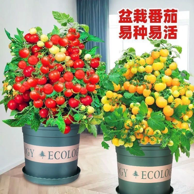 【矮生盆栽番茄种子】小西红柿圣女果农家阳台水果蔬菜种子易活