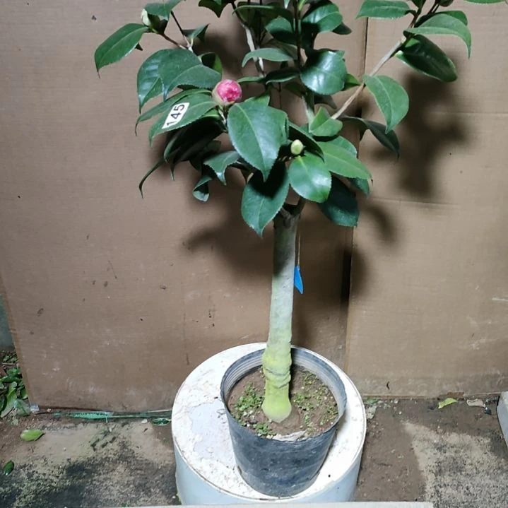 145斑瑟威力，宽彩带，原盆原土发货，不包邮