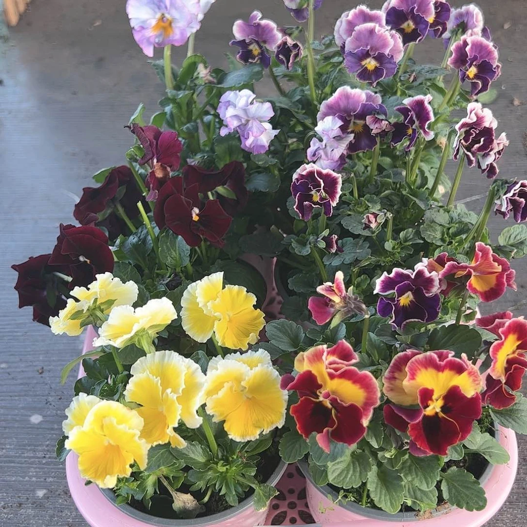 【闪购商品】135号