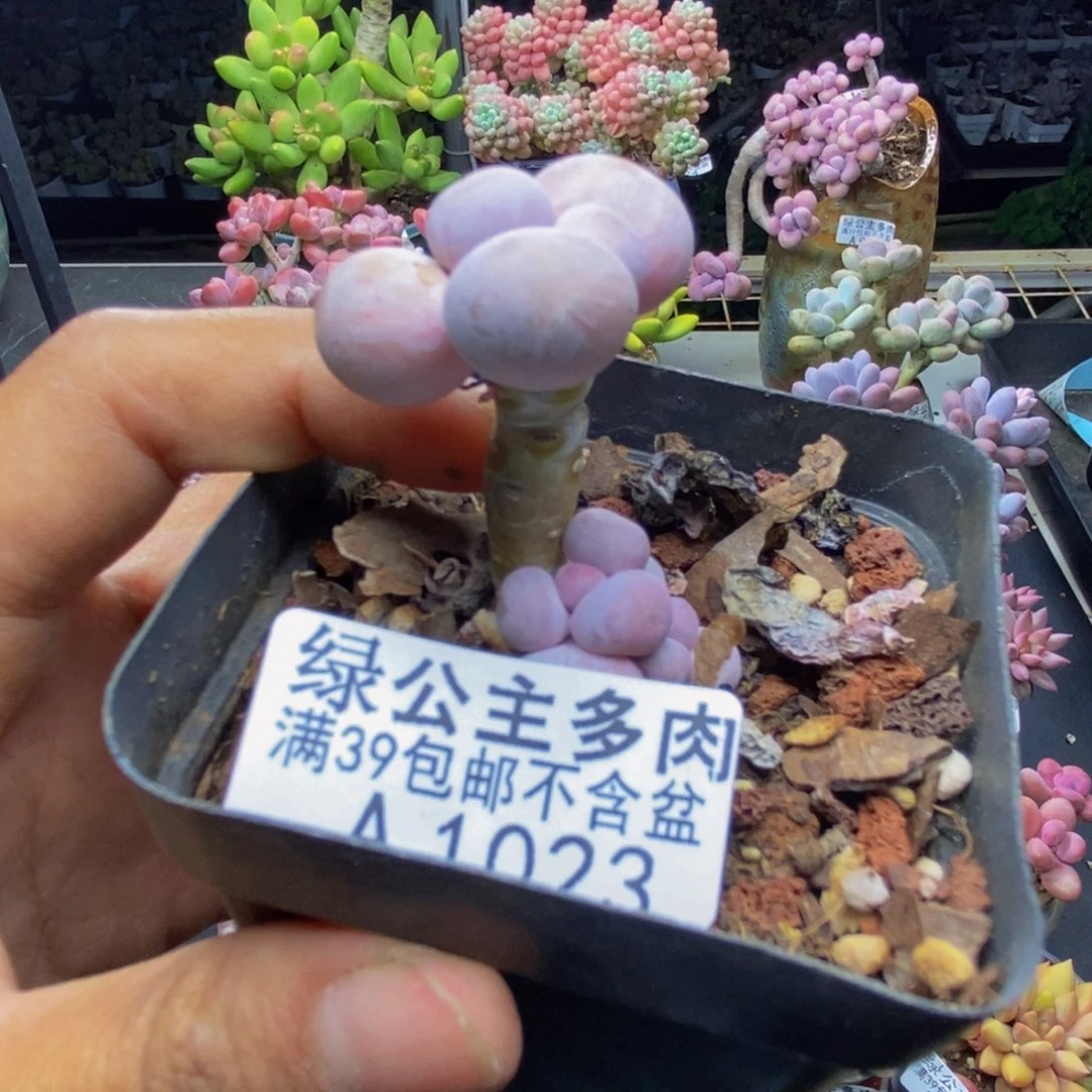 023橙奶多肉肉2c m