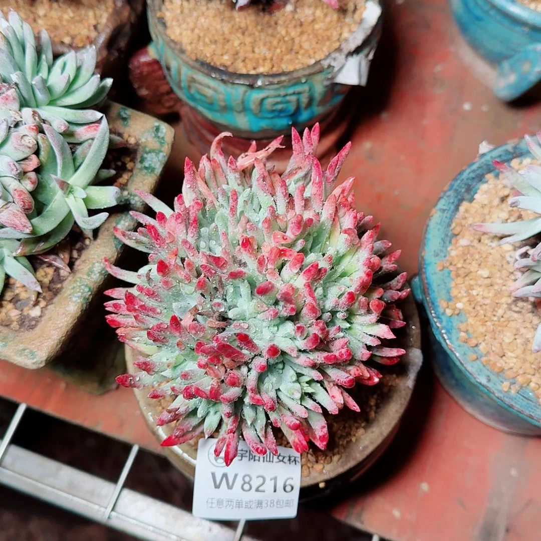 8216海瑟杂仙女杯多肉