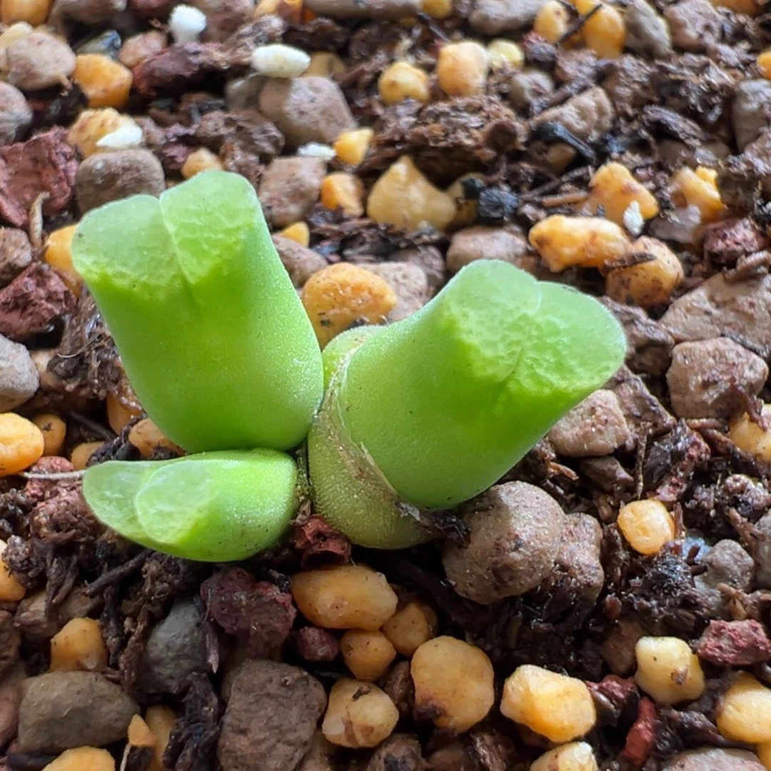 685。下播福利。多肉