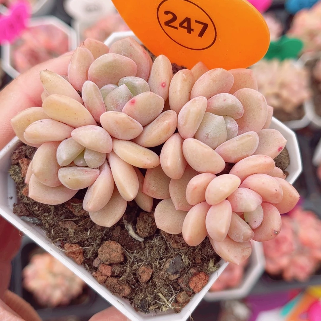 247号小老桩糖心群