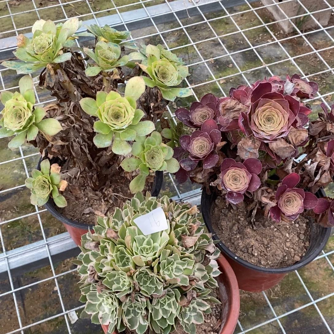 多肉植物组合拼盘16