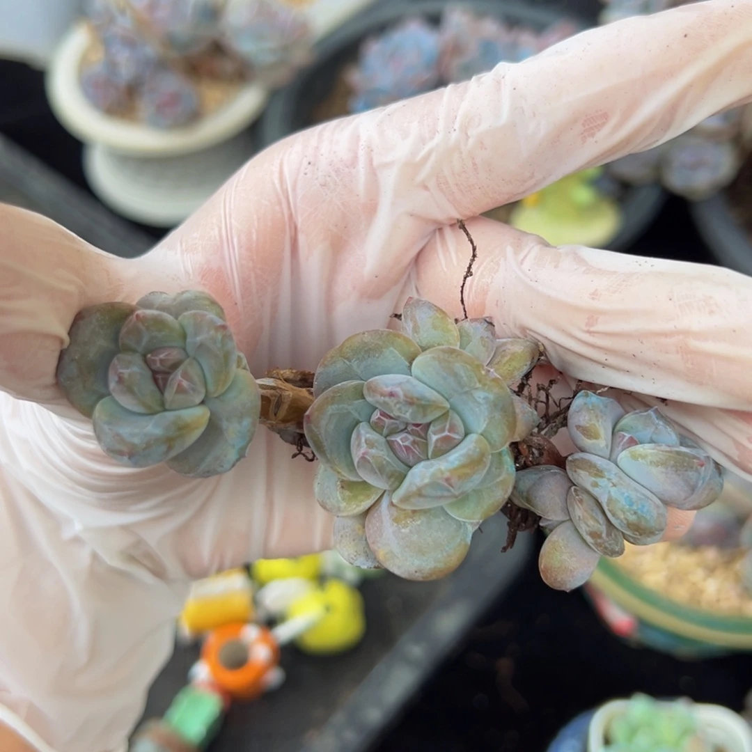 新年快乐 新年快乐