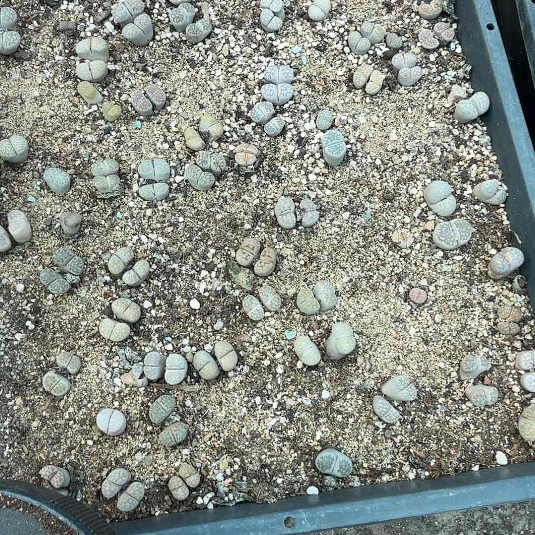 这个我是很看好啊我们526哈哈