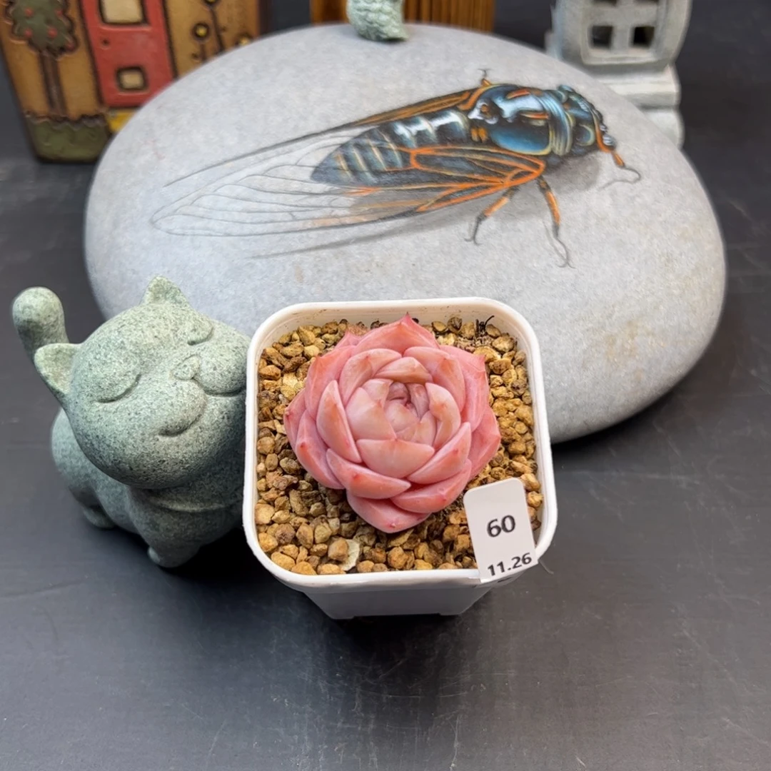 好好看60、哈哈哈哈哈