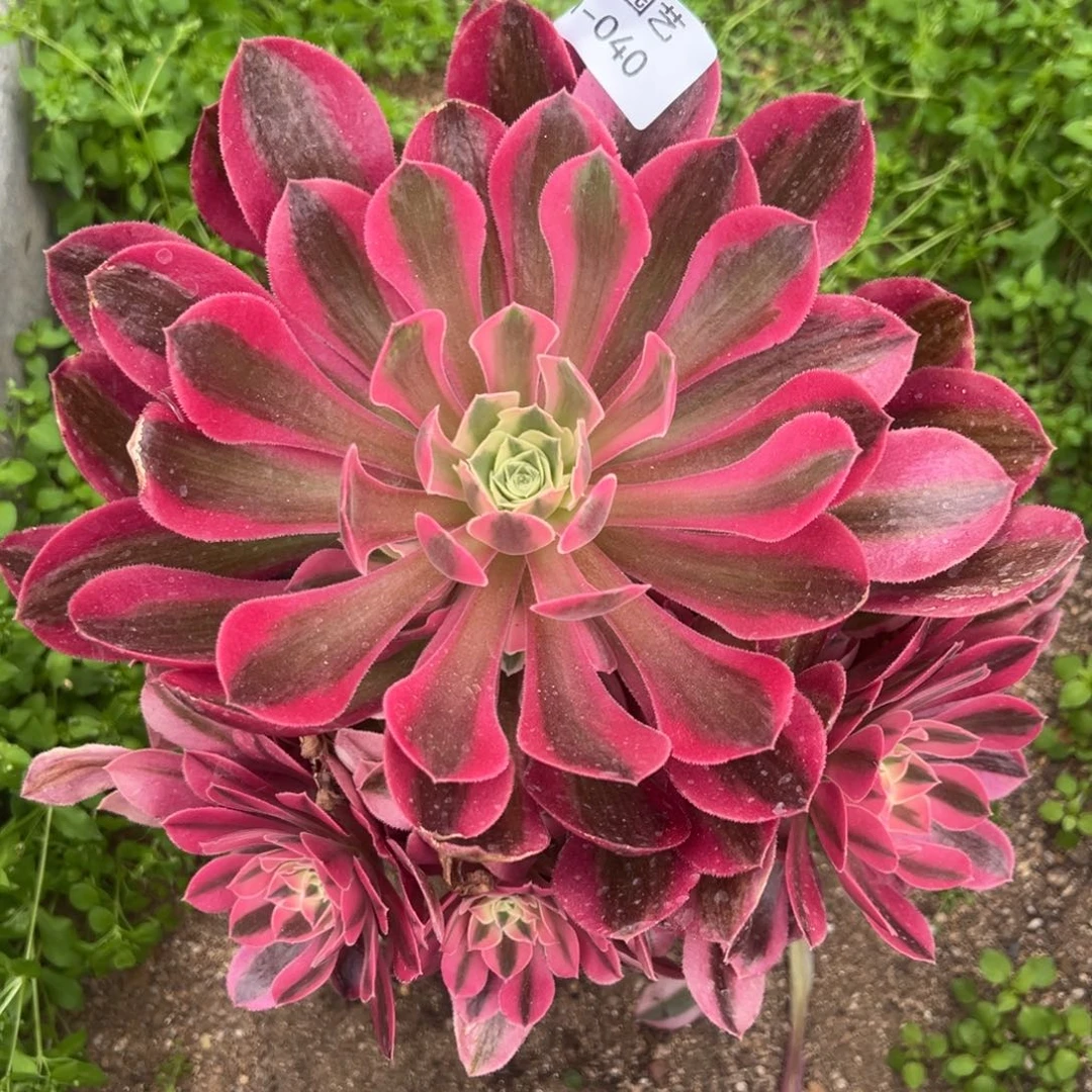 香妃手捧多肉植物040