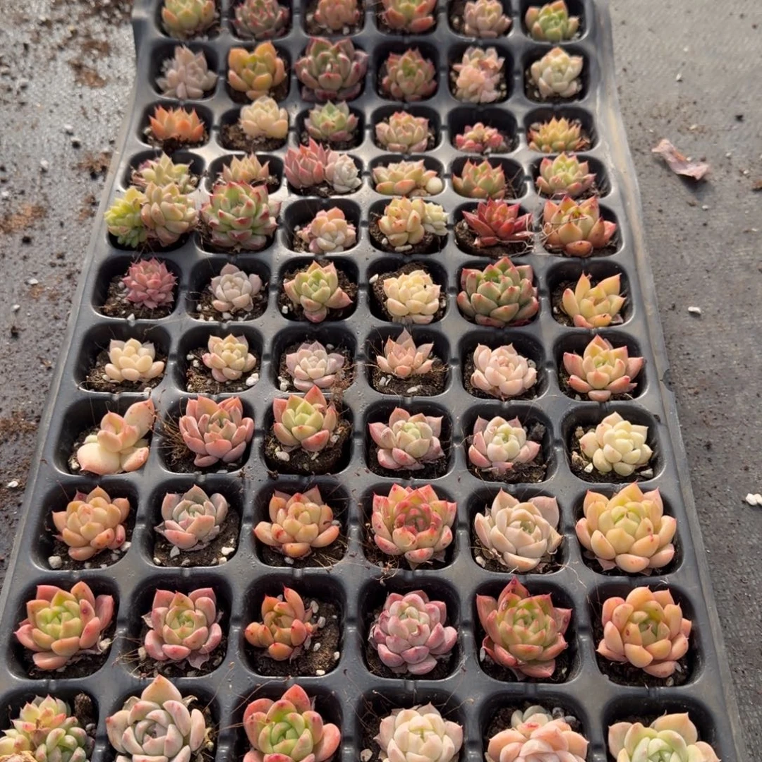 22-15左四宽叶麦秆小的72颗带穴盘量拍