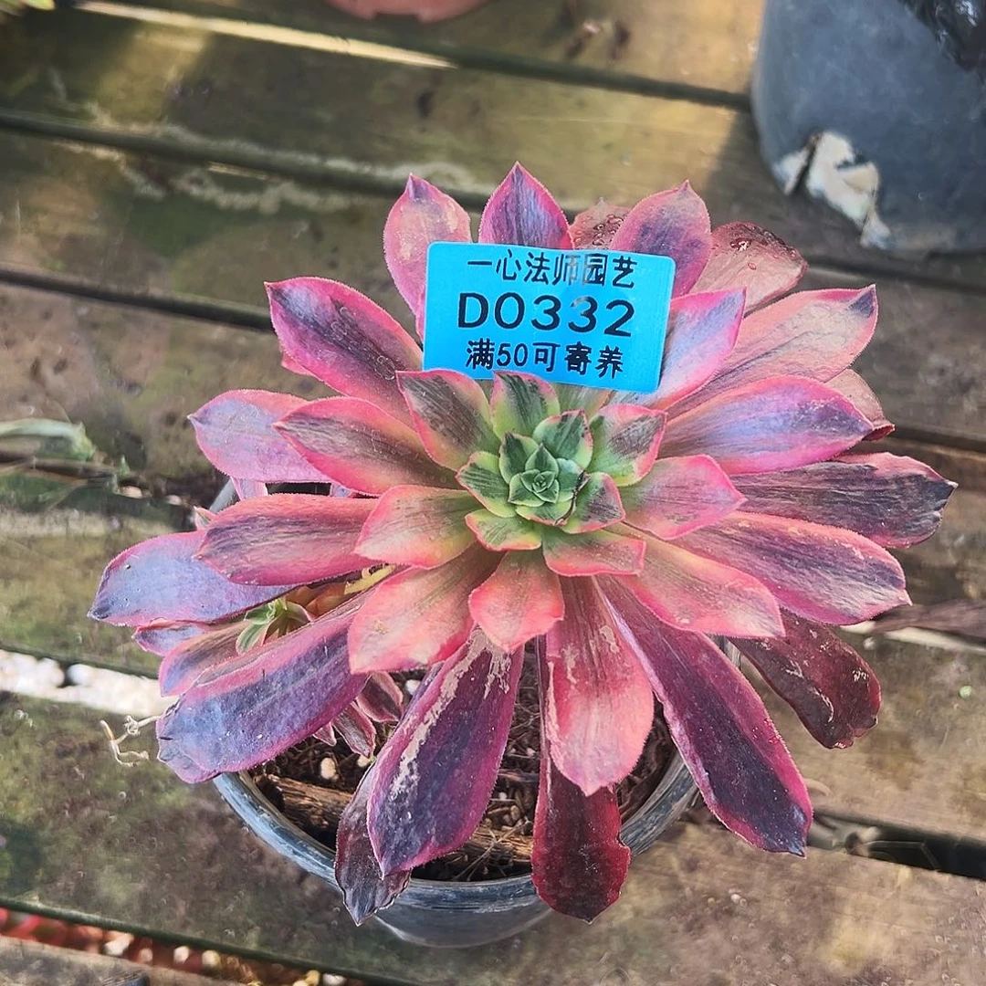 多肉植物多肉植物0334