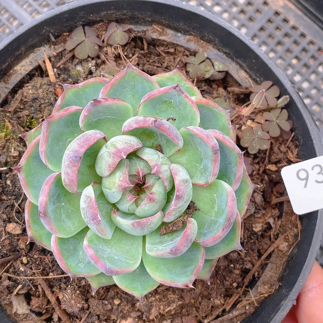 931。  惊鸿仙子。