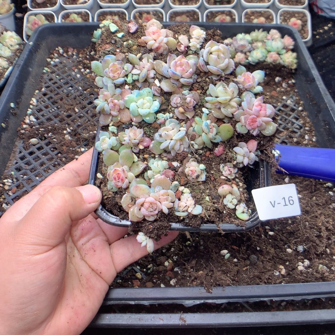 无花朵V16英语英语