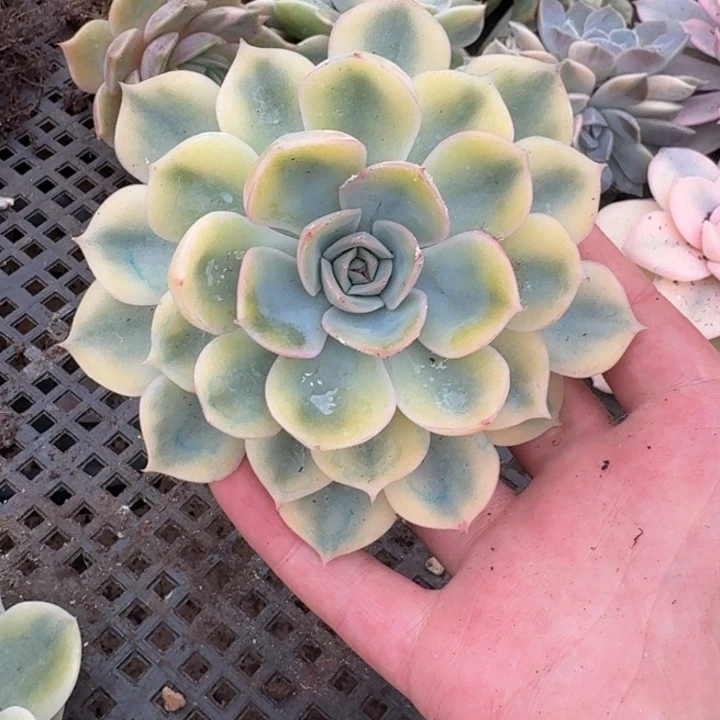 菲欧娜一物一拍好看