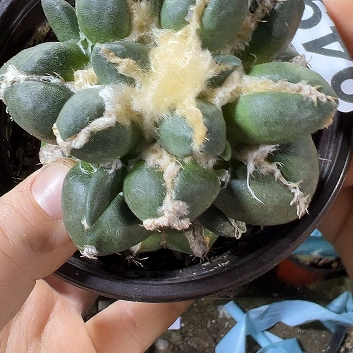 中筋蛋尤949仙人球开花