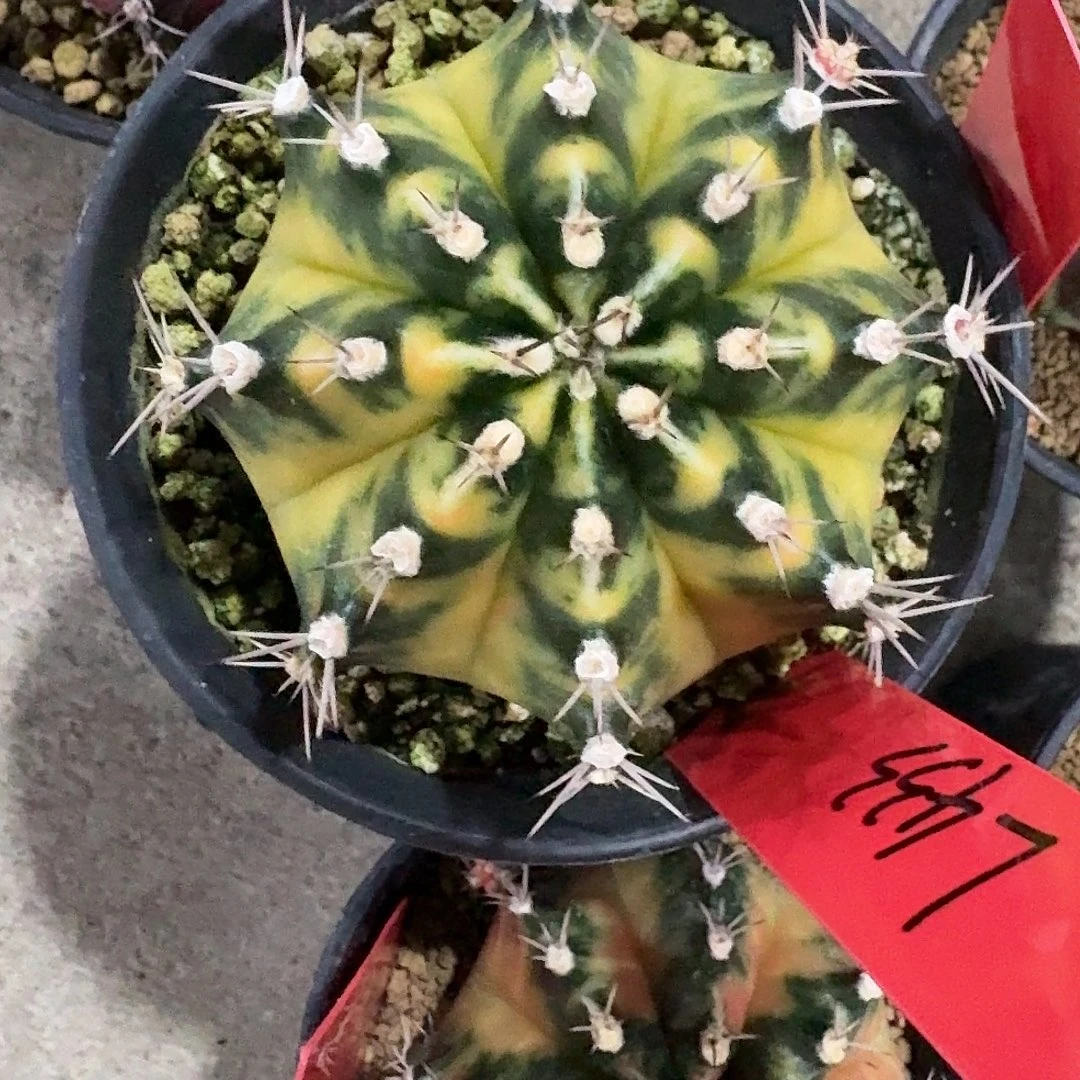 D***）L433-1114广东发货
