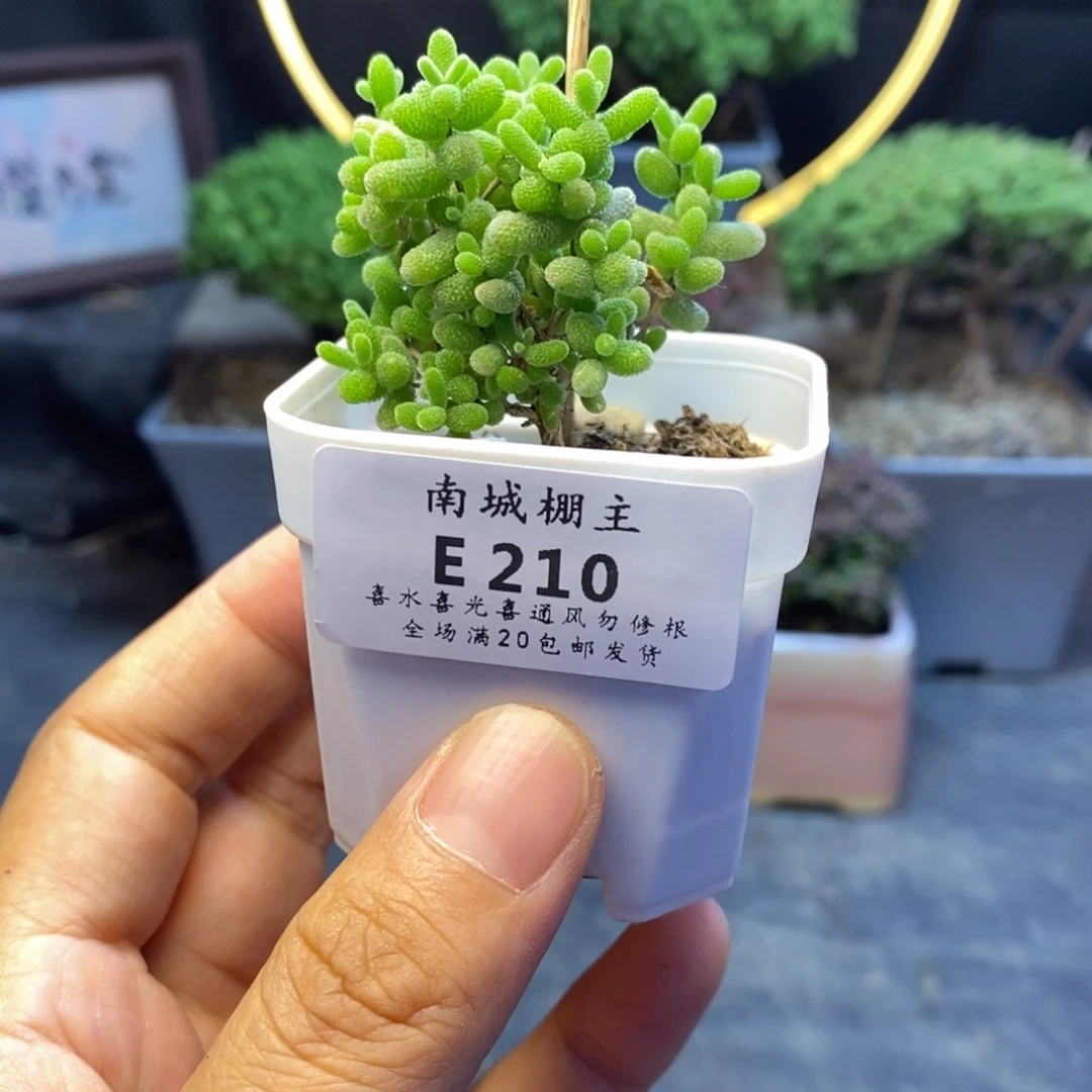 210蜜橘糖球枝干
