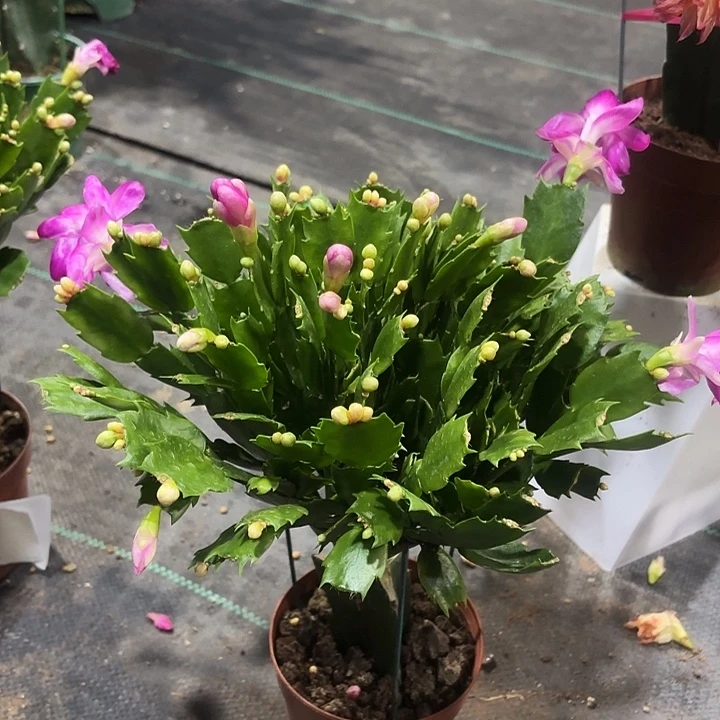 命***性当前无花栽培后可以开花