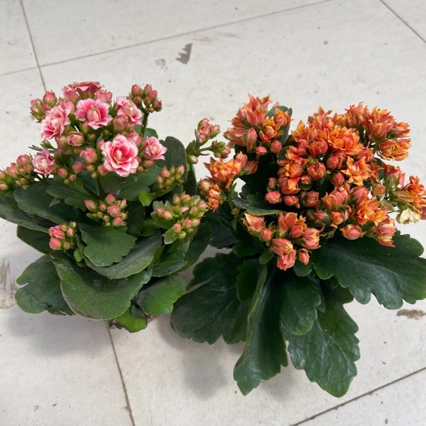 圣火+圣诞之夜长寿花盆栽带花苞拍一发二