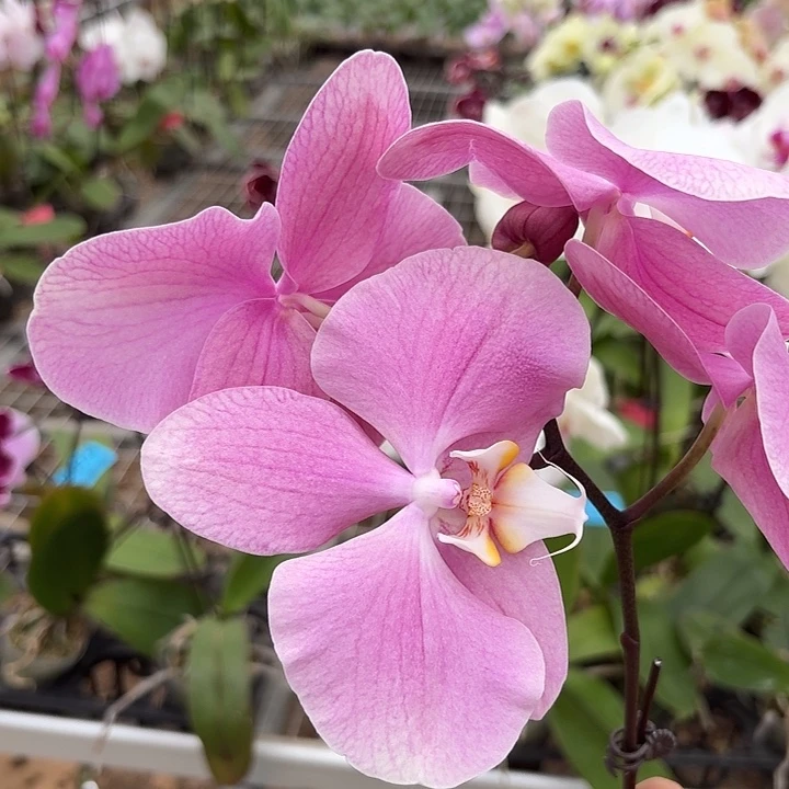 用***3完全开放A0076蝴蝶兰一物一拍