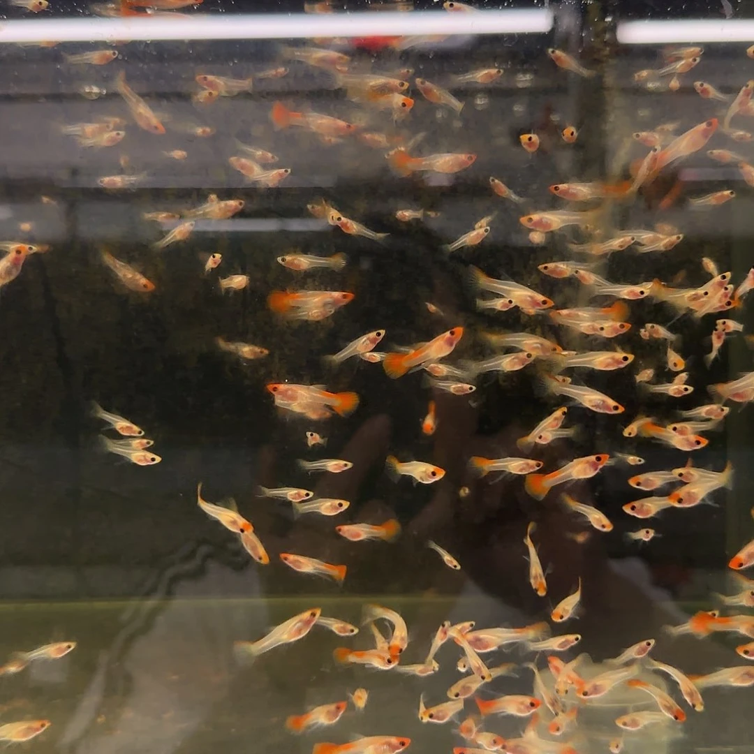 孔雀鱼红头玻璃苗C苗10条