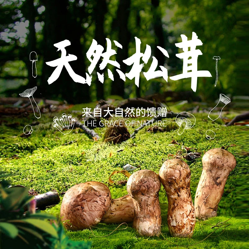 （央专属）正宗云南香格里拉新鲜天然松茸 6cm-8cm 未开伞