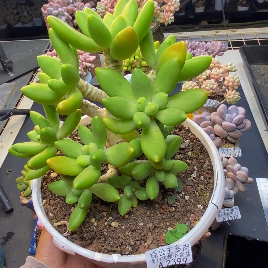 399芒果奶多肉18c m