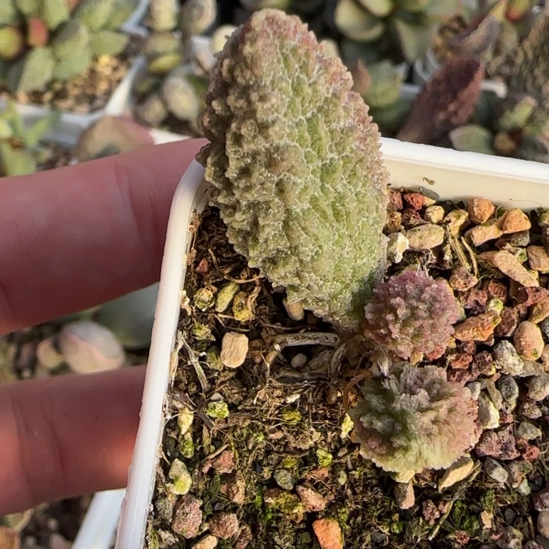 蒹葭水泡多肉植物