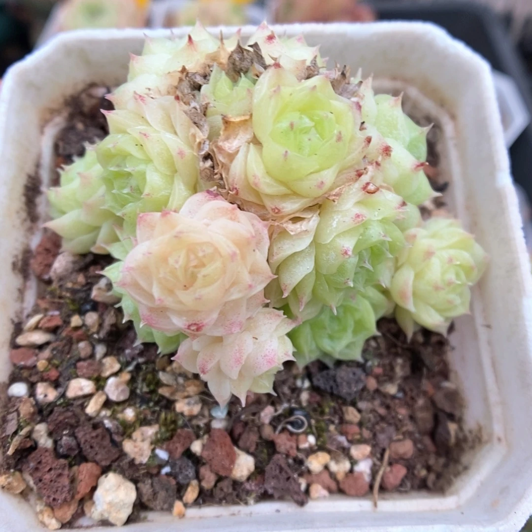 朵朵麦秆群生439号