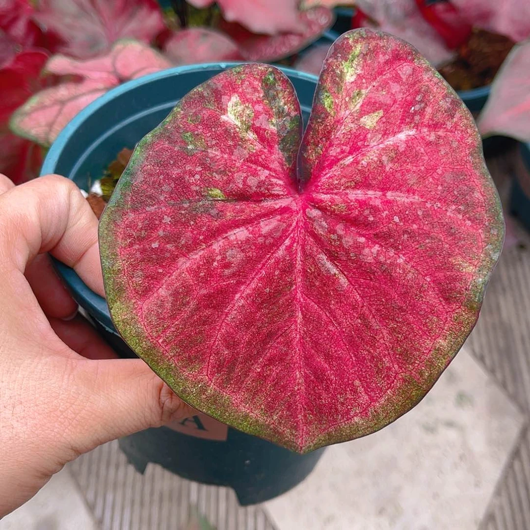 完全开放泰彩一物一拍1970