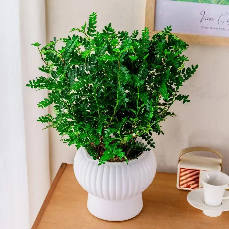 （五年老桩）清香胡椒木绿植驱蚊虫植物花卉盆栽四季常青净化空气